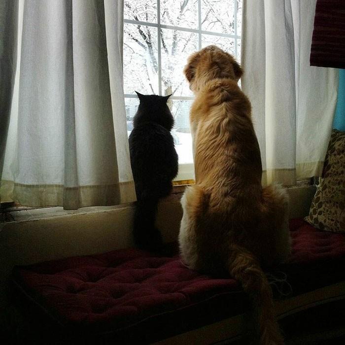 katės ir šuns-pelėdos geriausio draugo atvaizdas