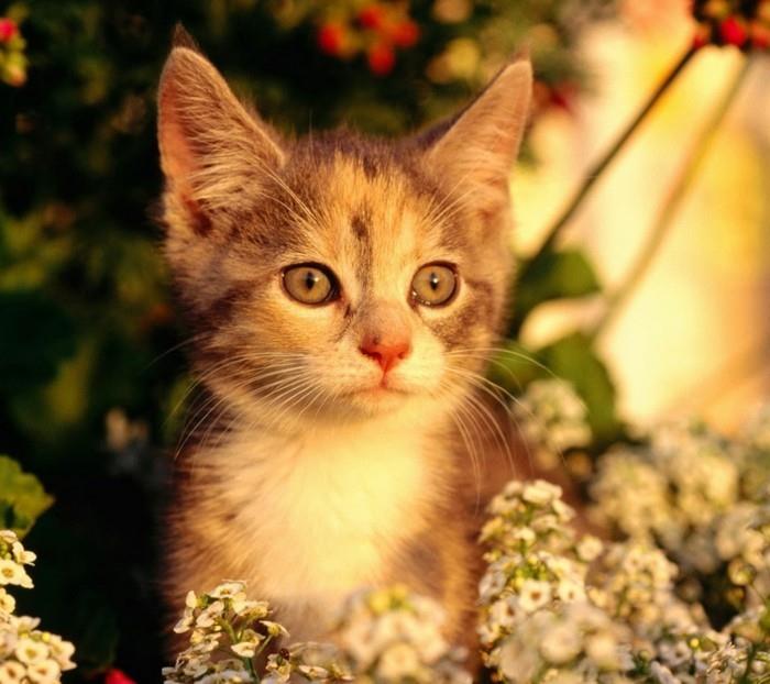 sevimli-kedi-çok-şirin-kedi-küçük-sevimli-kedi