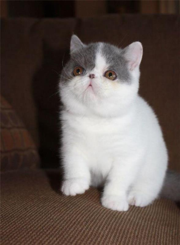 balta ir pilka trumpaplaukė persų katė