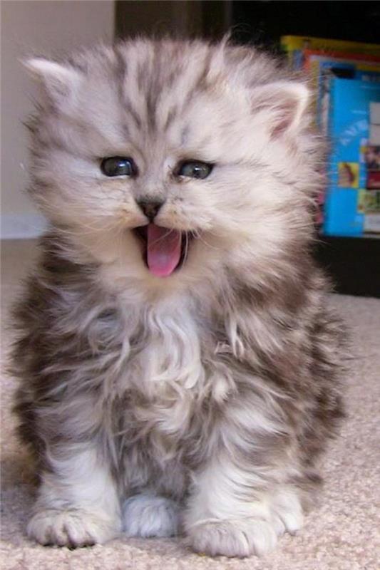 itin ilgaplaukis-persiškas-labai mielas katinas