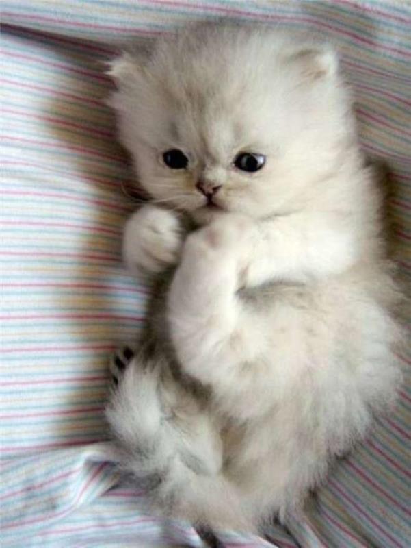 persų katė-mielas padaras-veislė-persė-kūdikis-persas