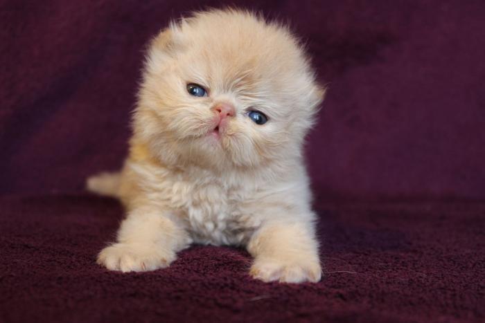 draugiška persė-kūdikis-raudona katė