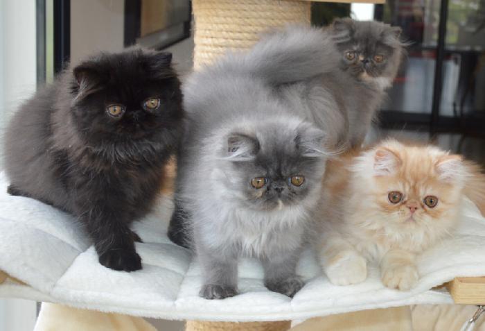 persų katės veislės persų katės namuose