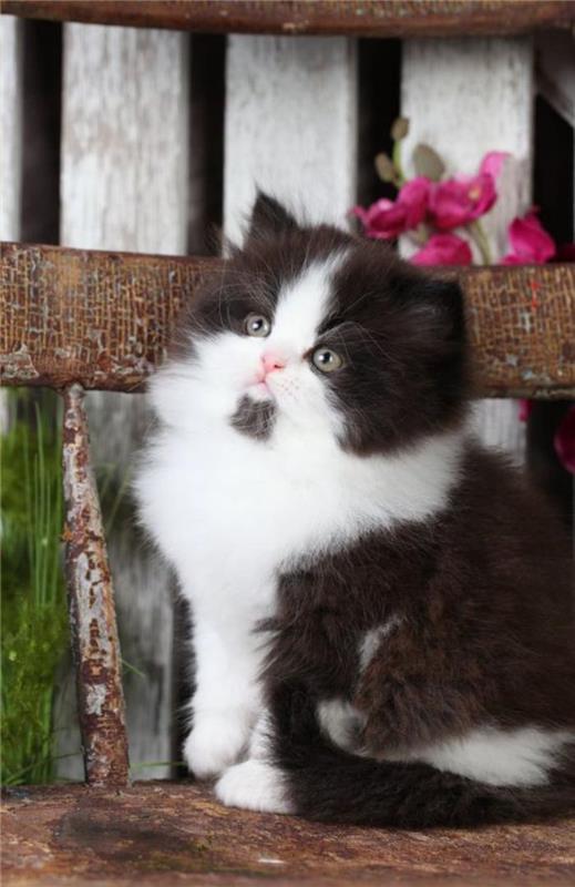 juoda-balta-persų-katė-maža katytė