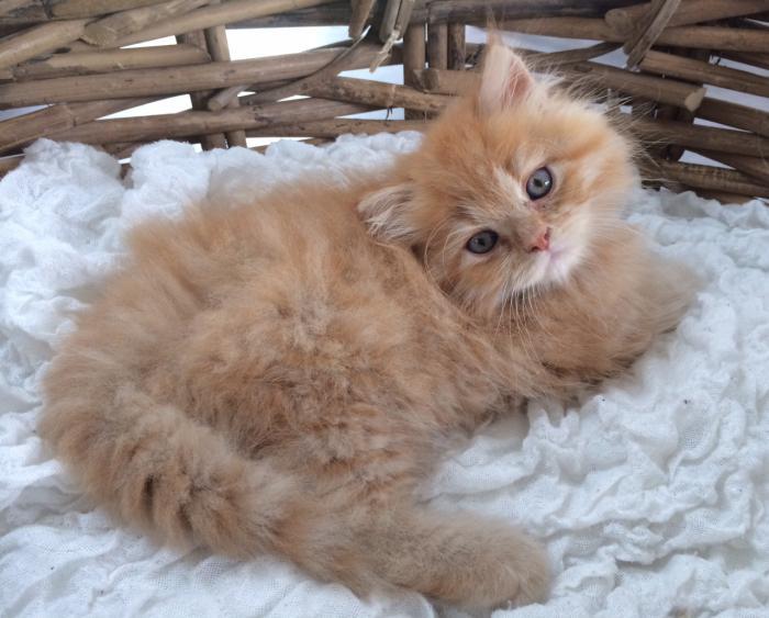 Persų katė-mėlynos akys-labai miela katė