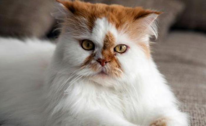persų katė-fantastinė-raudona ir balta katė