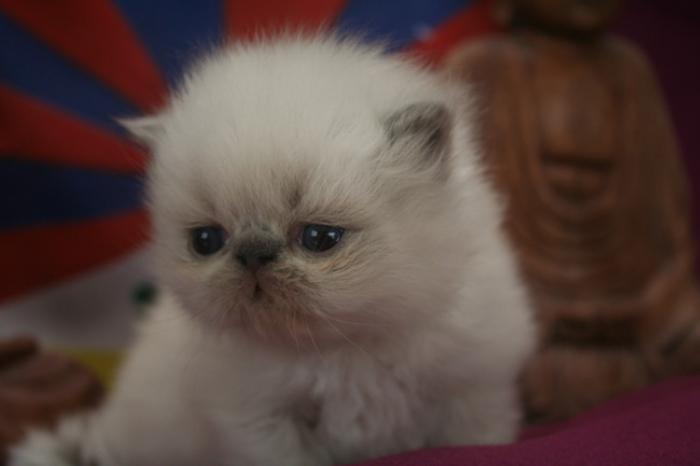 persų katė-mažylis-persų-kūdikio katė