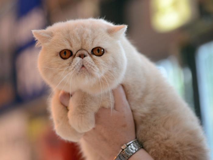 persų katė-persų katės žvilgsnis