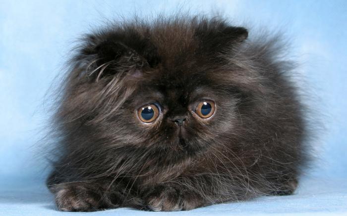 juodas-persiškas-katinas-mažas-mielas kamuolys