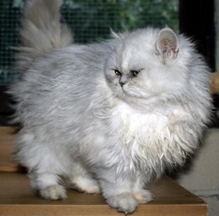 Persų fantastiška-katė-pilka-balta-labai suapvalinta