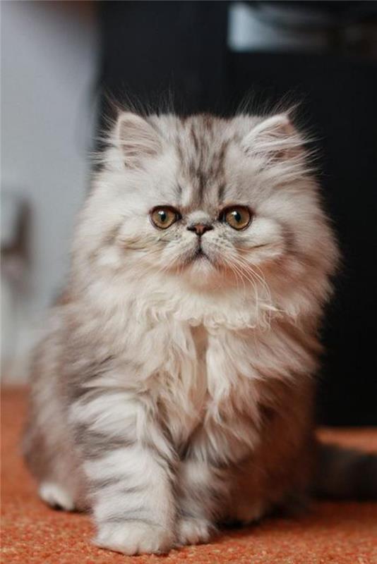 žavinga-persų-katė-jauna-persų-katė