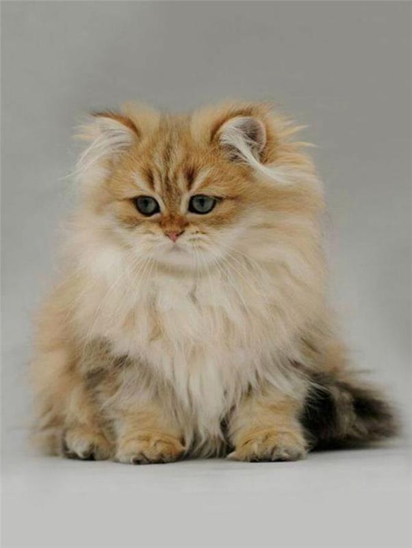 persų katės-augintiniai-žavingi katinai ir šunys