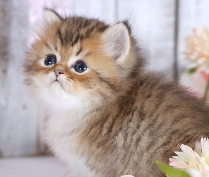 mielas kūdikis-kačiukas-persų katė