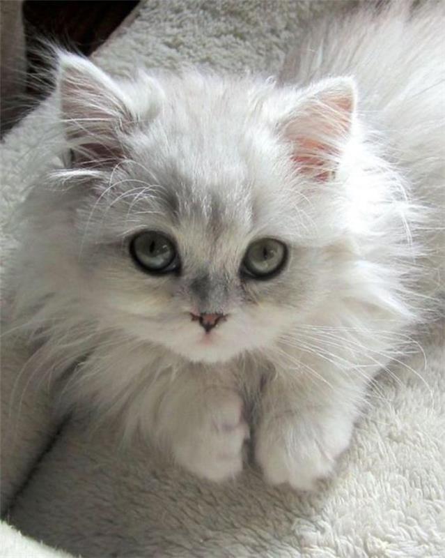 kūdikis-šinšila-balta-persų katė