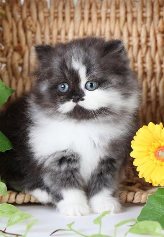 mielas-persiškas-kūdikis-persiškas-katinas