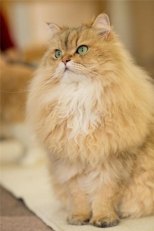 smėlio spalvos persų katė su žaliomis akimis ir labai plaukuota