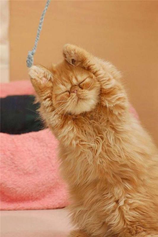 persų-katės-ilgaplaukės-katės-gimnastika