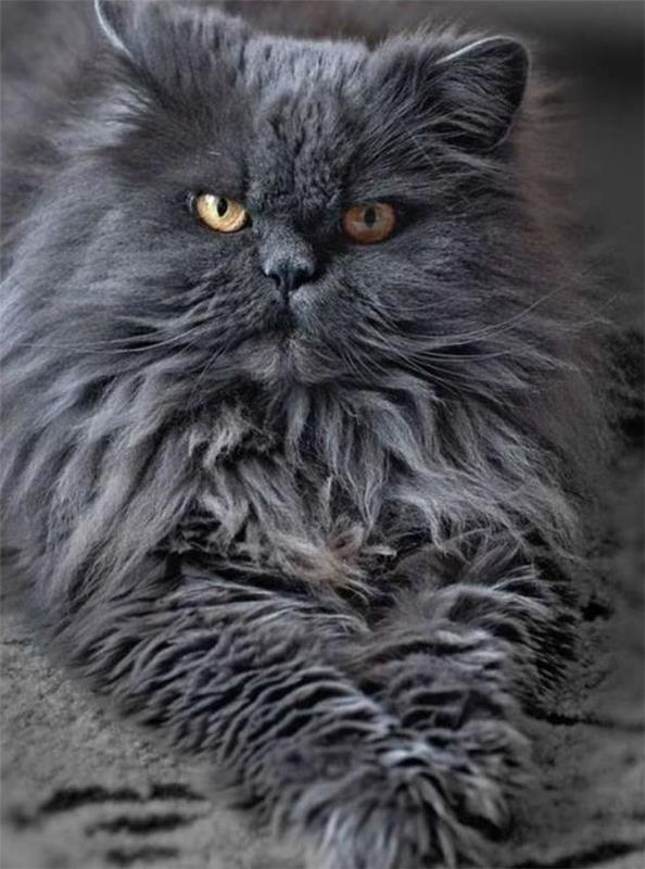 Persų katė-pilka-antracithe-persų veislė