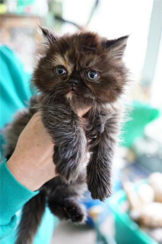 persų katė-miela-katė-unikali spalva