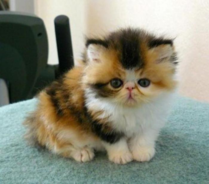 persų katė-miela-katė-trijų spalvų