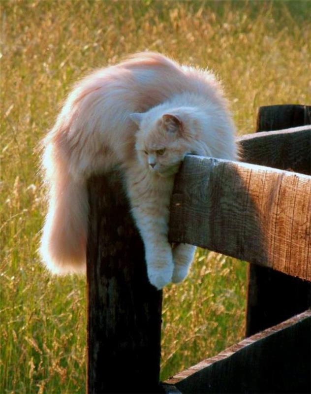 Persų katė-katė, kuri mėgsta vaikščioti aplinkoje