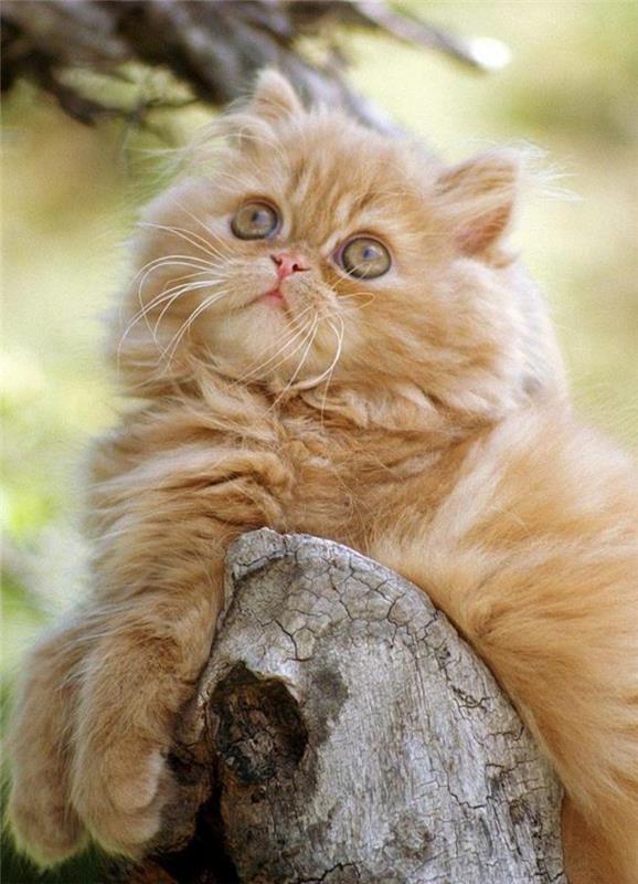 ilgaplaukis-imbieras-katė-persų katė