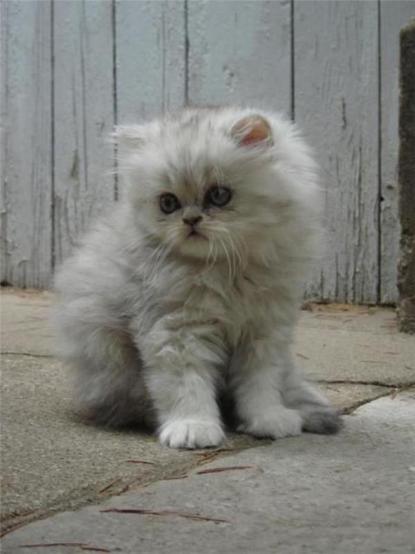 droviai atrodanti persų kačiukas žavinga katė