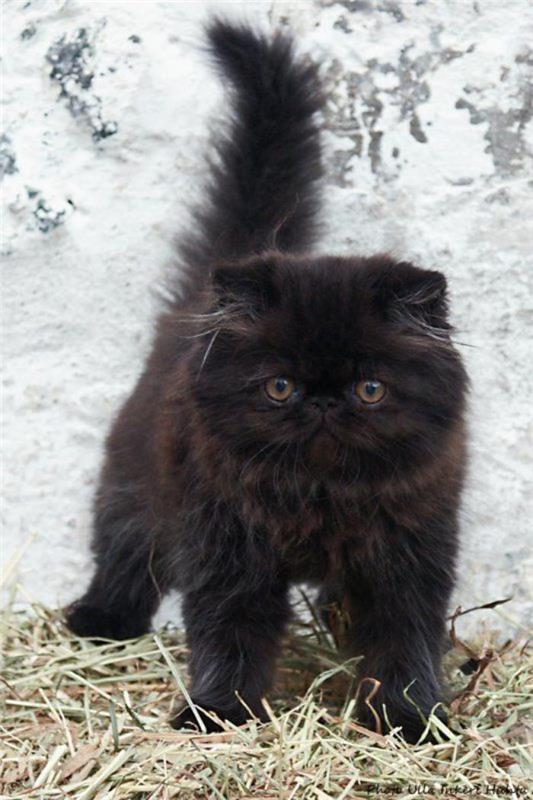 persų katė-persų-juoda kačiukas