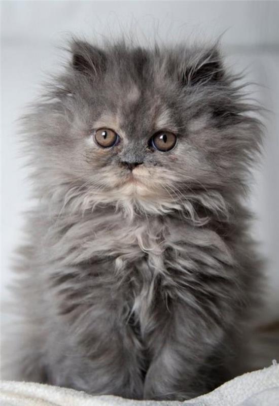 kačių-persų plaukuotų-kačiukų-pilkai rudų akių