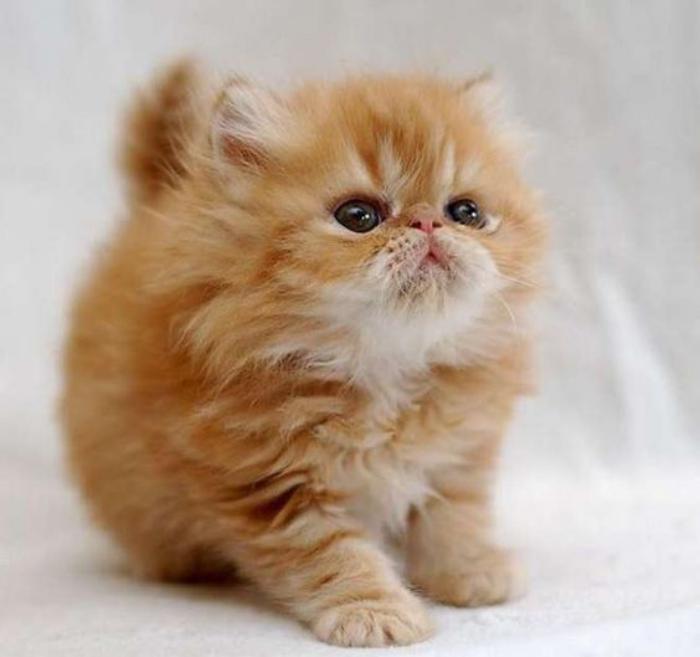 ilgaplaukė-labai minkštaplaukė-persų-persų katė