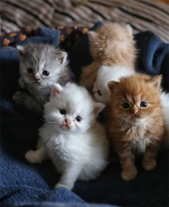 persų-katės-žavingi-kačiukai-kelių savaičių amžiaus
