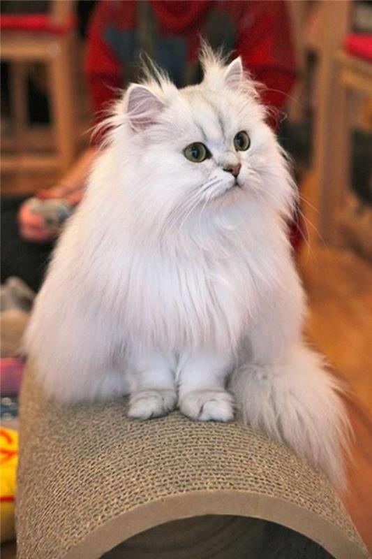 persiška-šinšila-katė-sidabrinė-labai graži