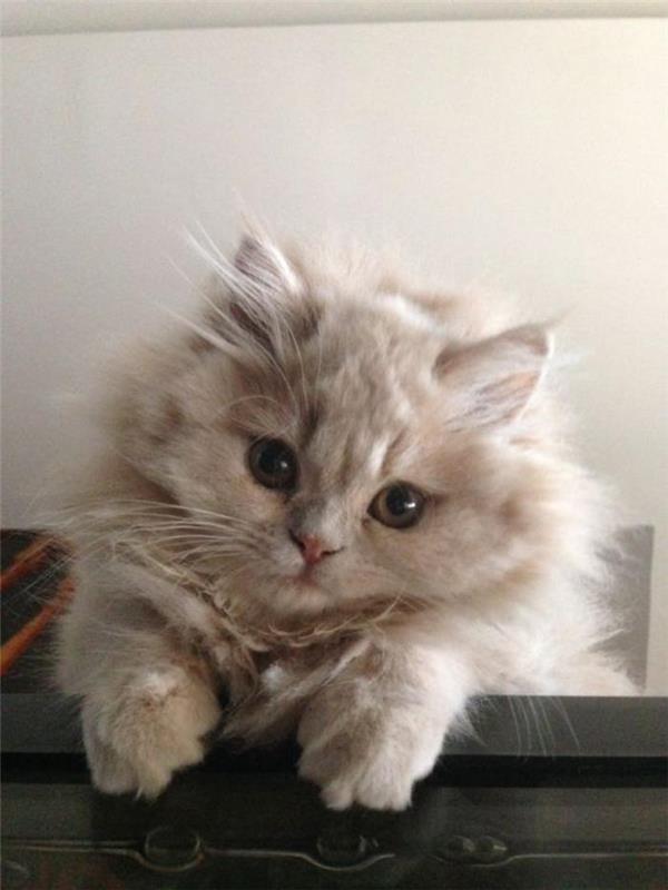 persų katės-mišrios-persų-katės-gražiai mažos raudonos spalvos katė