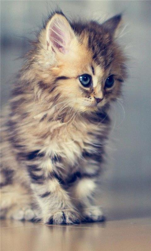 Persų katės-mišrios-persų-katės-mažos katytės-labai graži