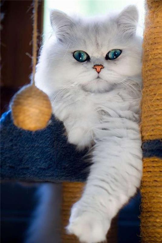 Persų mišrūnas-katė-perasanas-persų-šinšila