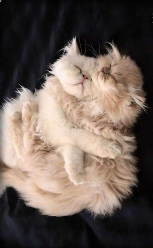 persų katės-dvi persų katės, kurios myli viena kitą