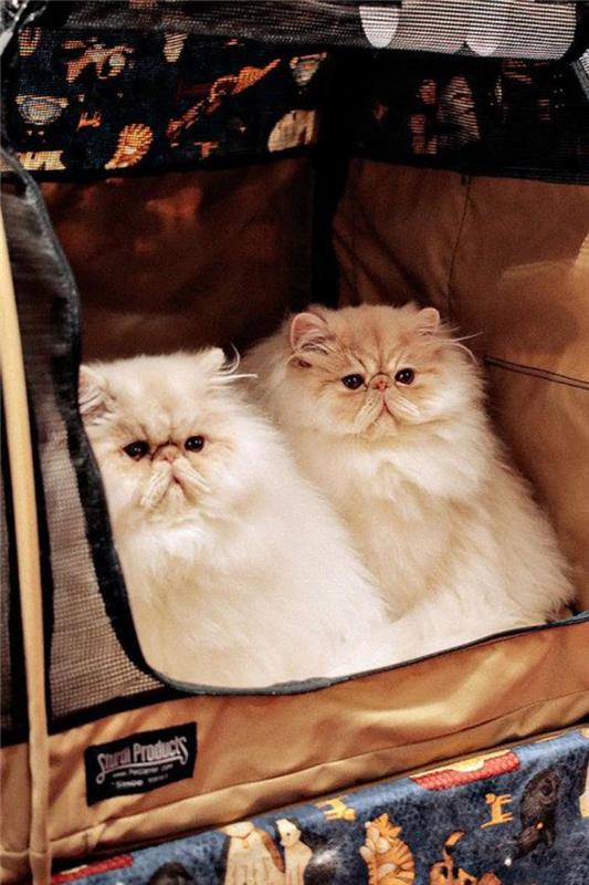 persų katė-dvi-gana-persiškos katės-pasiruošusios kelionei