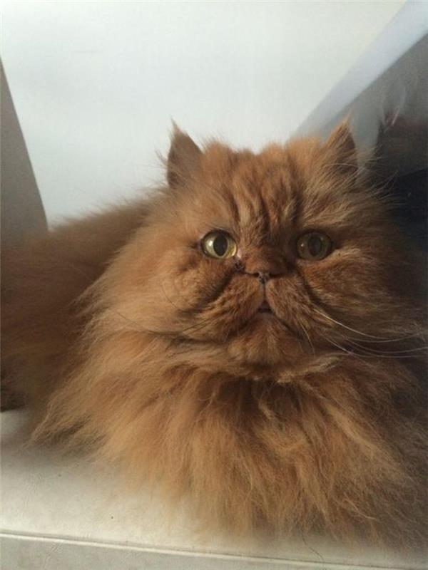 Persų katė-didelė-raudona-katė-naminių kačių veislės