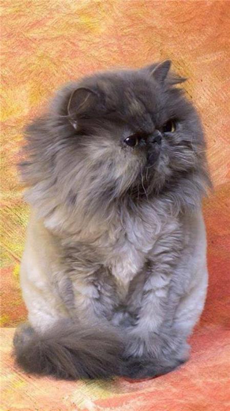 pilka-persų-katė-pilka-persų veislės katė
