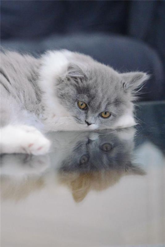 persų katės vaizdai-iš-persų-kačių-pilka-balta-katė-naminė katė