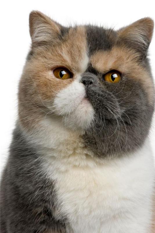 persų katė-gana-trumpaplaukė-persų katė