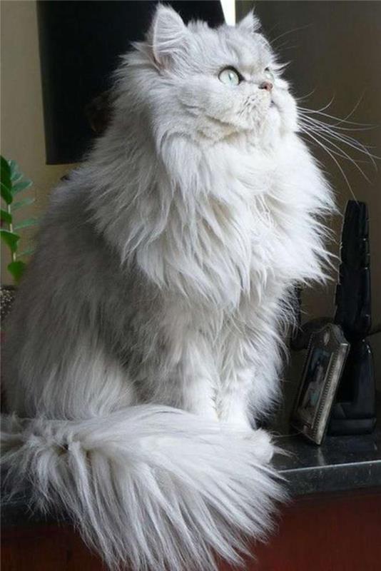 Persų katė-tobulas augintinis