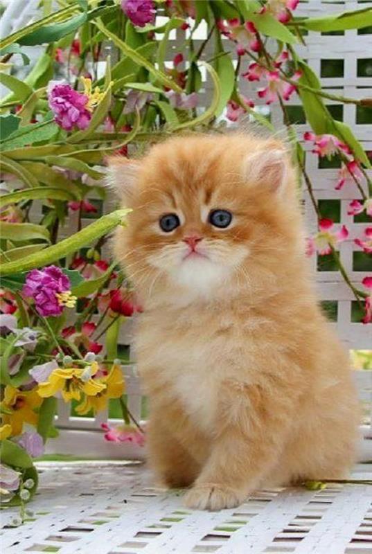 persų kačių veislė-persų katės-augintiniai