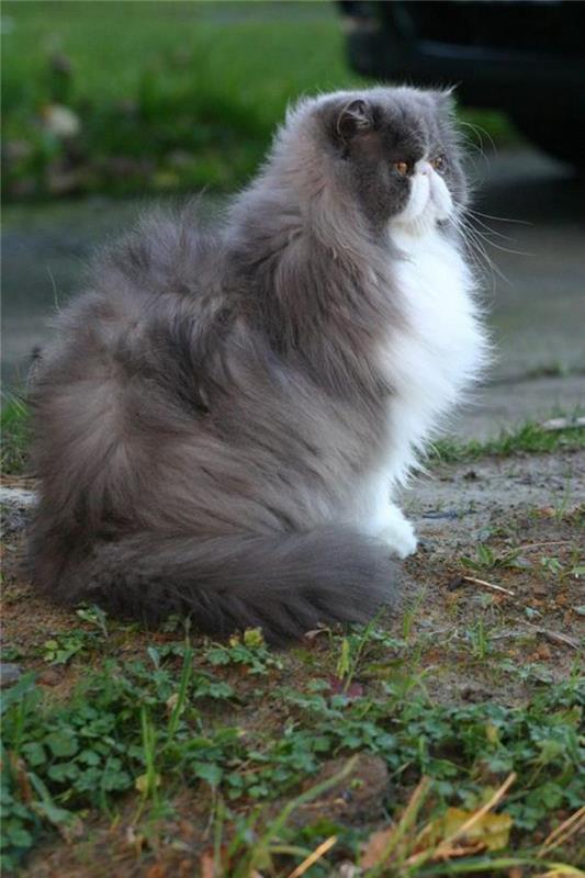 didinga persų katė-gauruota ir aristokratiška veislė