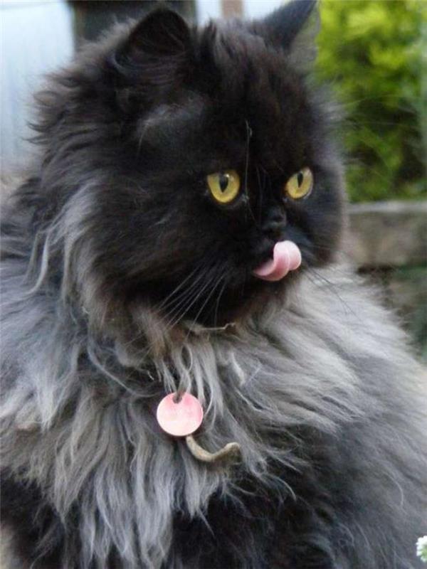 labai graži ir labai ilgaplaukė juoda persų katė