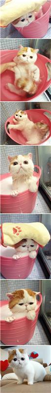 Persų katės ant vonios