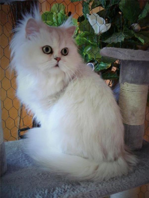plaukuotas-baltas-šinšila-persų-persų katinas