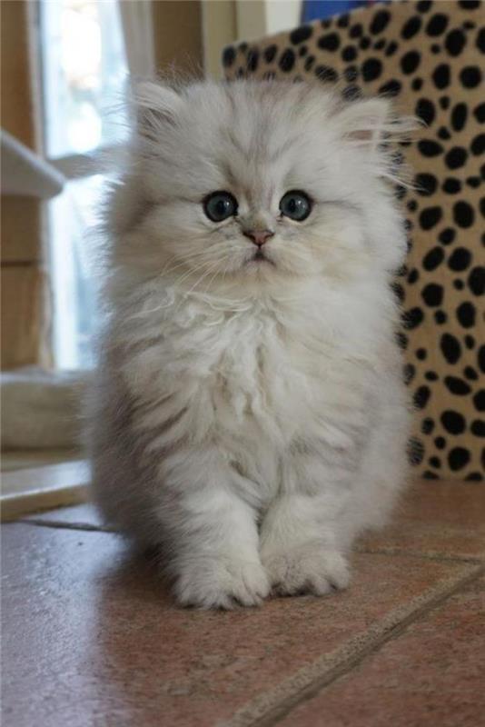 persų katė-maža-balta-katė-kuri atrodo miela