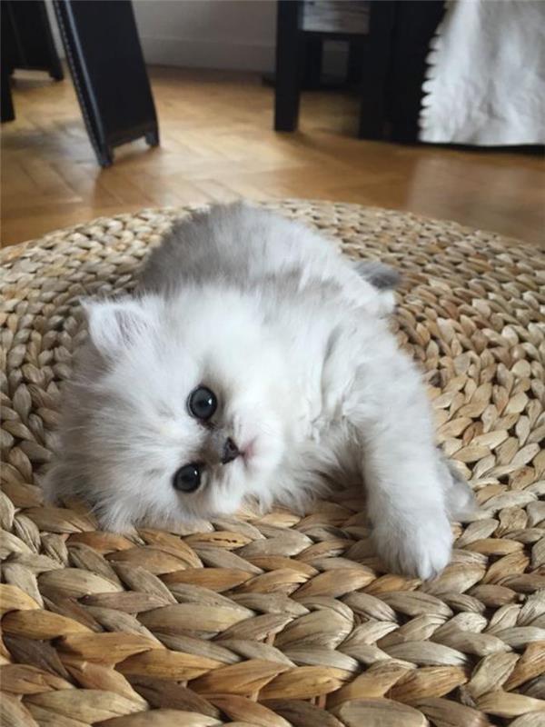 persų katė-maža-balta-kačiukas-labai draugiškas