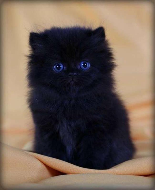 Persų katė-maža-juoda-kačiuko veislės-persė